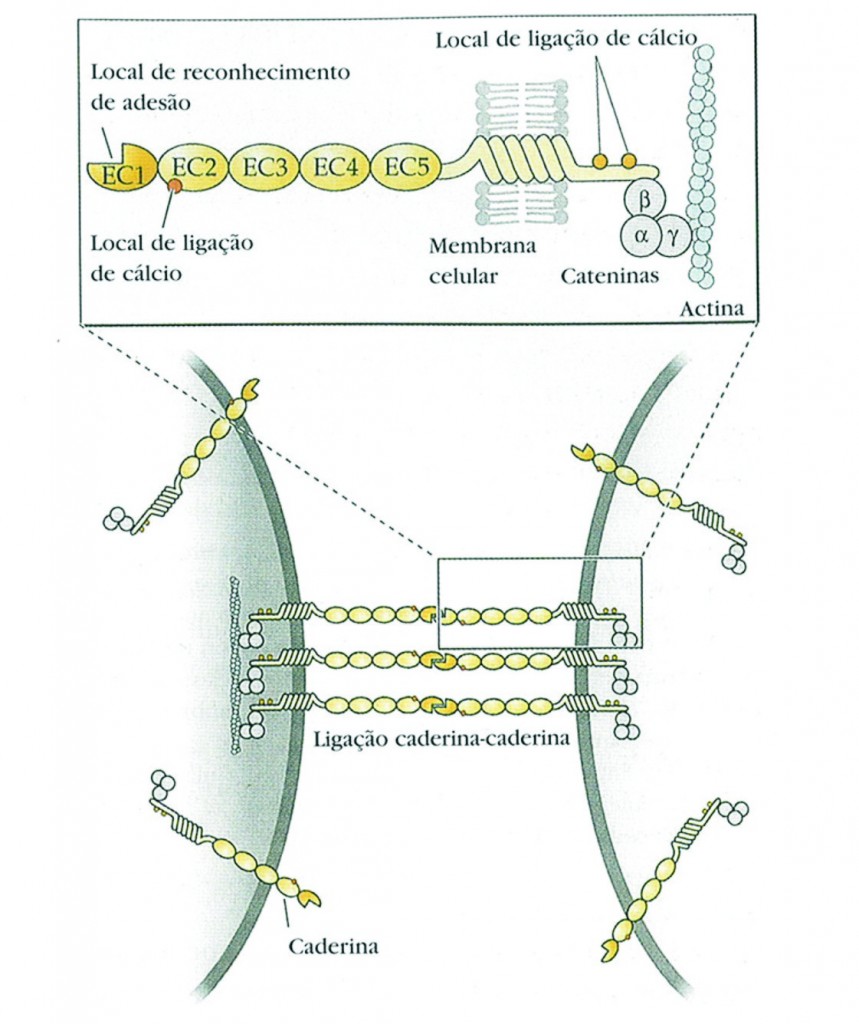 CAM proteínas CAM proteínas