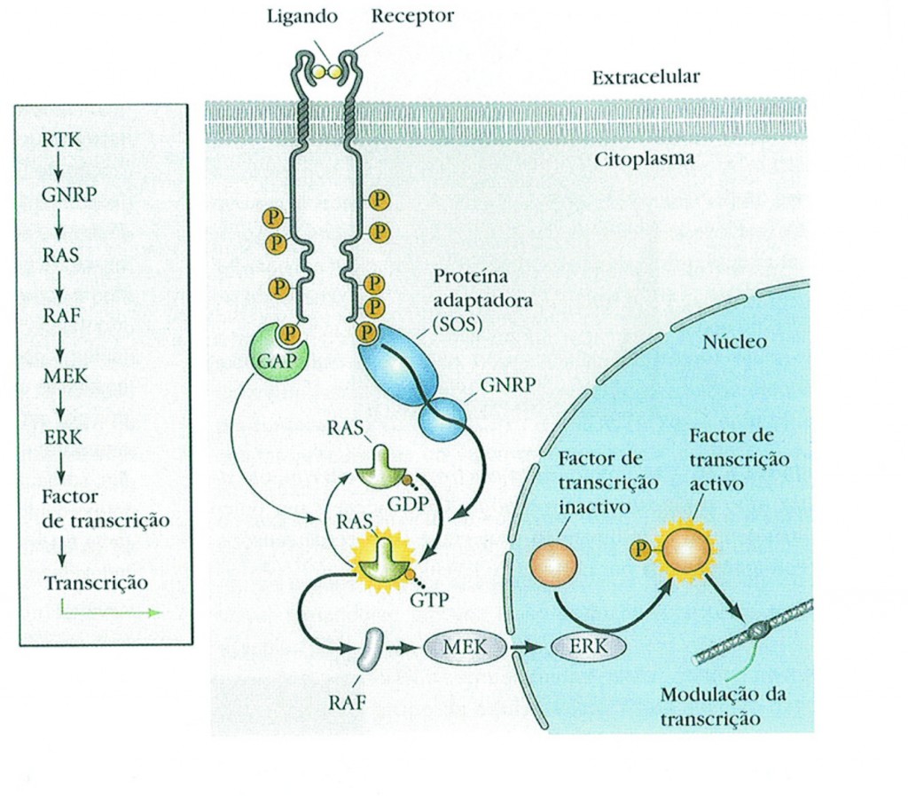 a cascata de expressão dos genes