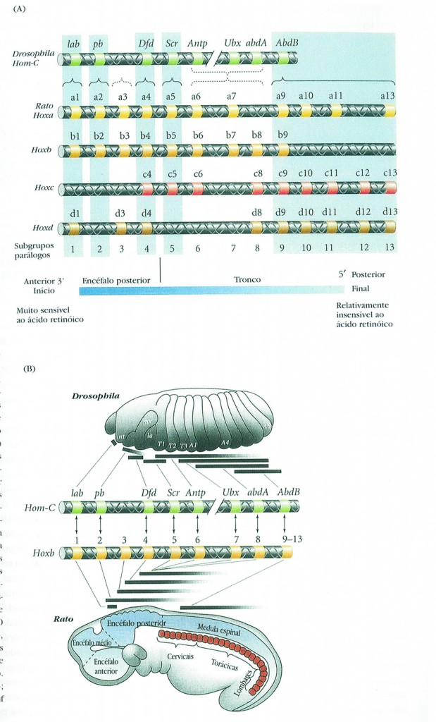 expressão seletiva de genes expressão corporal dos genes - mosca da fruta
