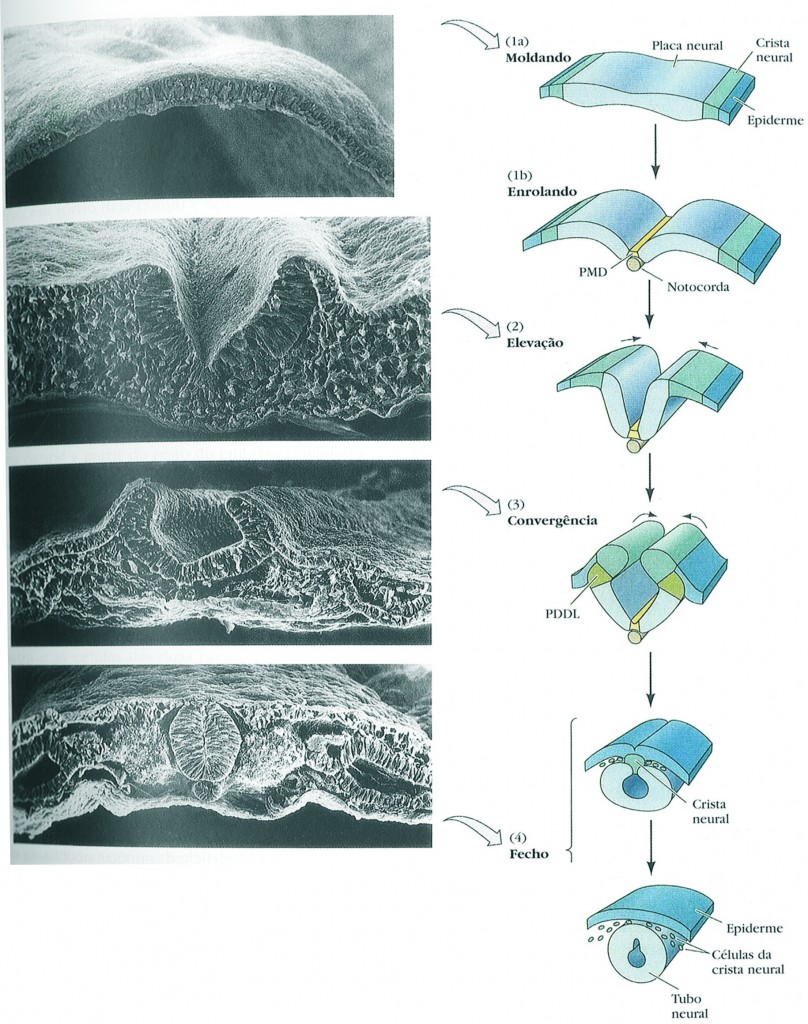 tubo neural em formação