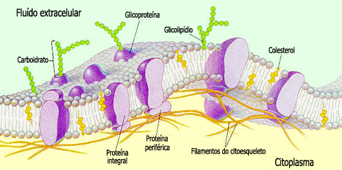 membrana plasmatica