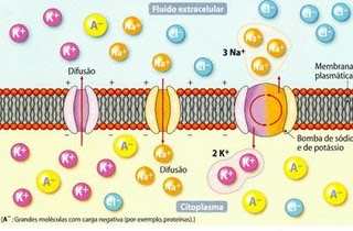 polaridade da membrana